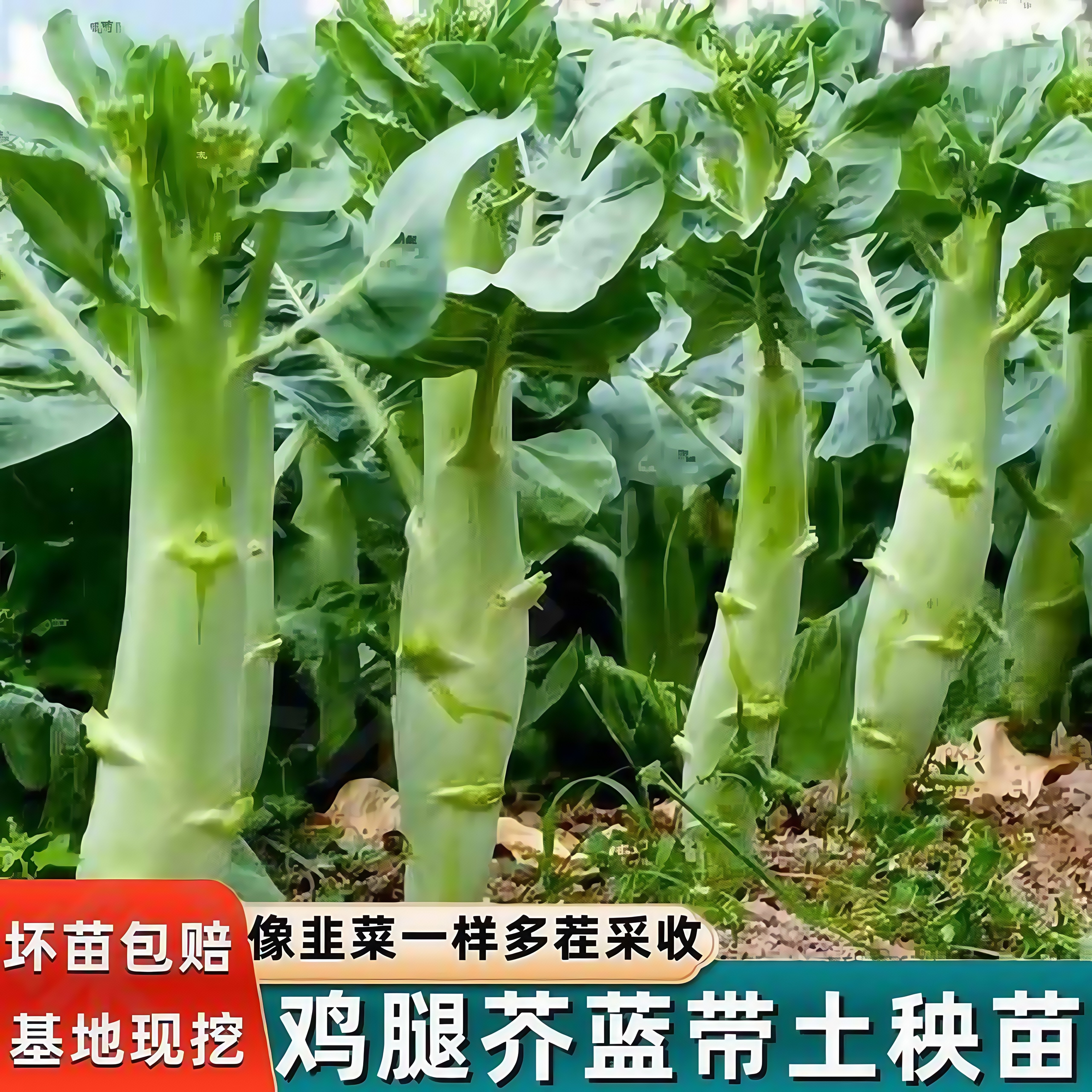 鸡腿芥兰带土秧苗大鸡腿