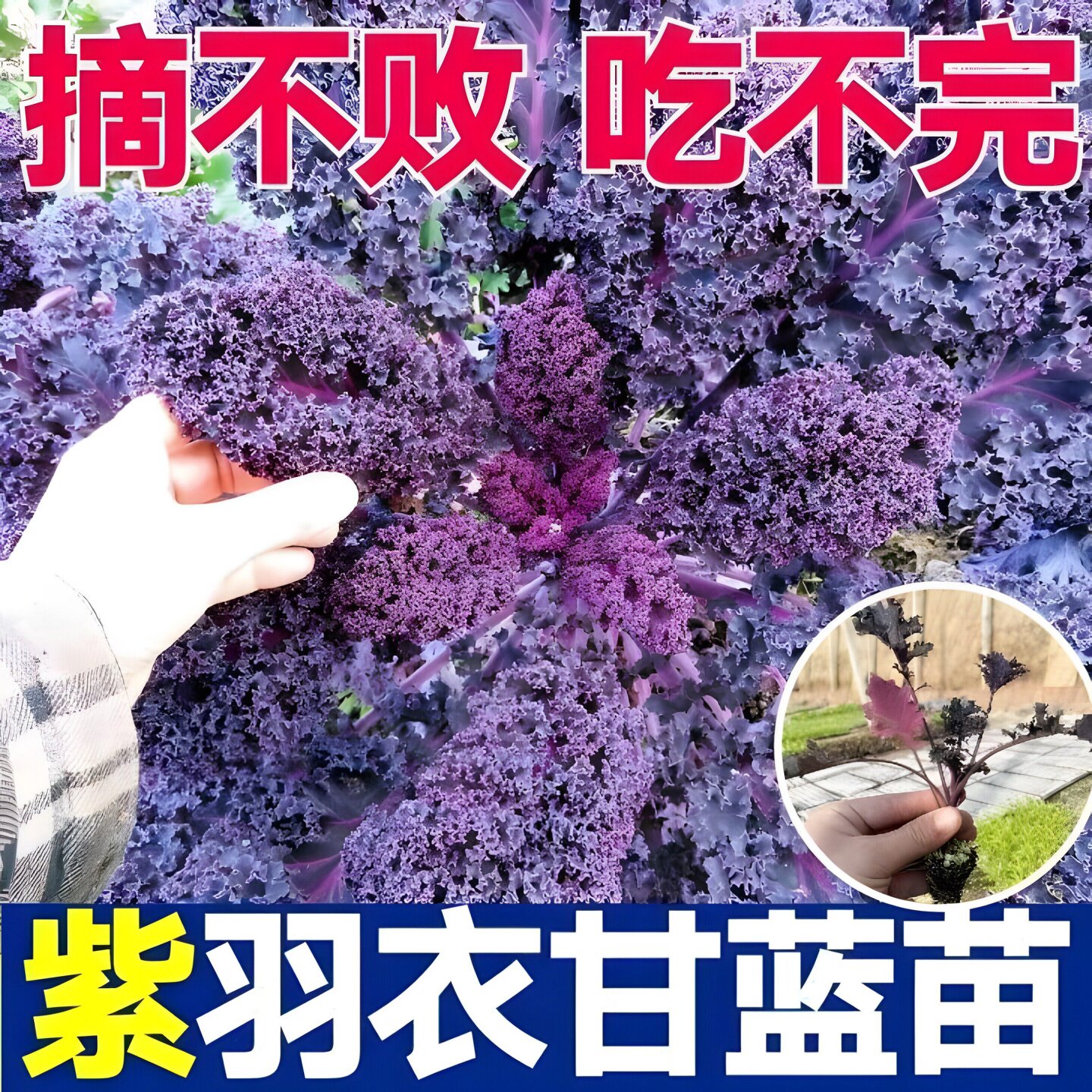 紫羽衣甘蓝苗秧苗盆栽大苗食用绿羽衣菜种孑紫衣幼苗蔬菜苗南方种