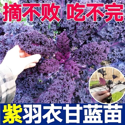 紫羽衣甘蓝苗秧苗盆栽大苗食用绿羽衣菜种孑紫衣幼苗蔬菜苗南方种
