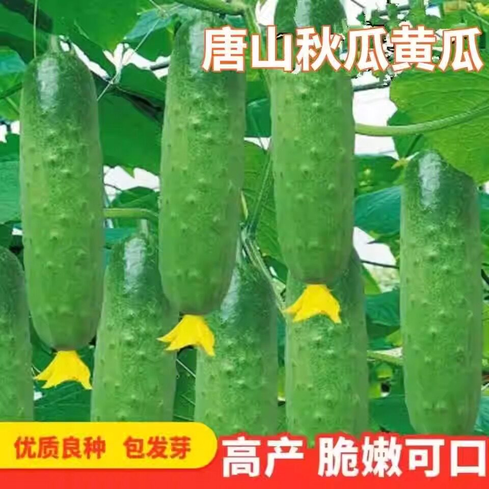 四季播种水果黄瓜种子高产蔬菜盆栽新品种甜脆早熟生吃黄瓜种籽孑