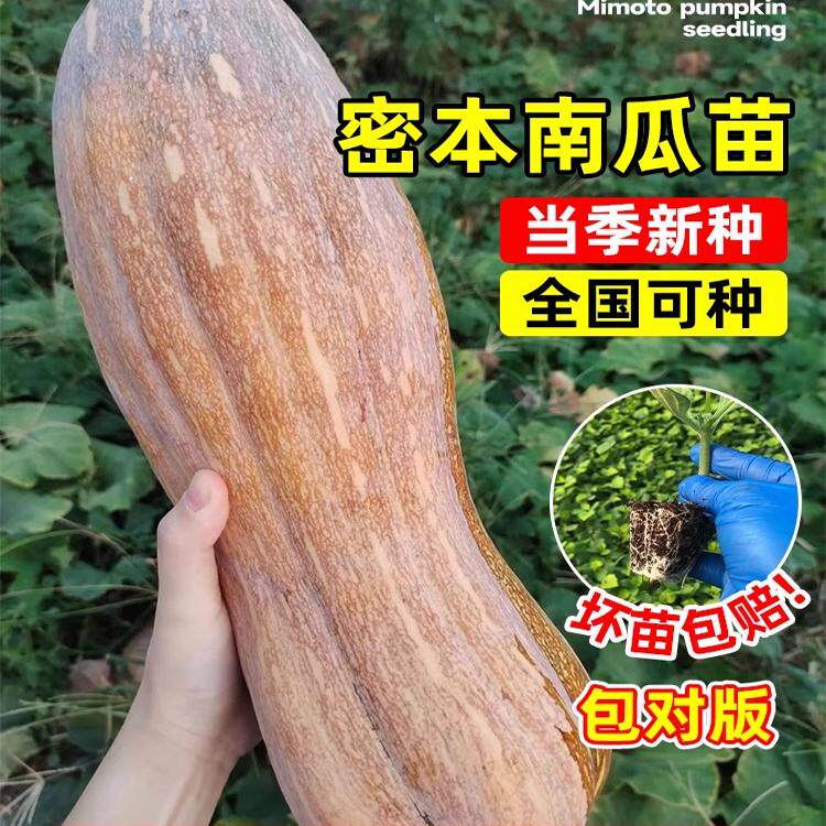 密本南瓜苗南瓜种孑蜜本奶油巨型贝贝南瓜种籽大全四季阳台蔬菜苗