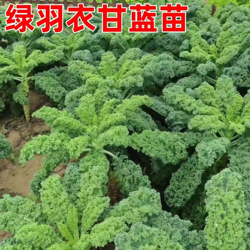 四季可食绿羽衣甘蓝带土大苗盆栽