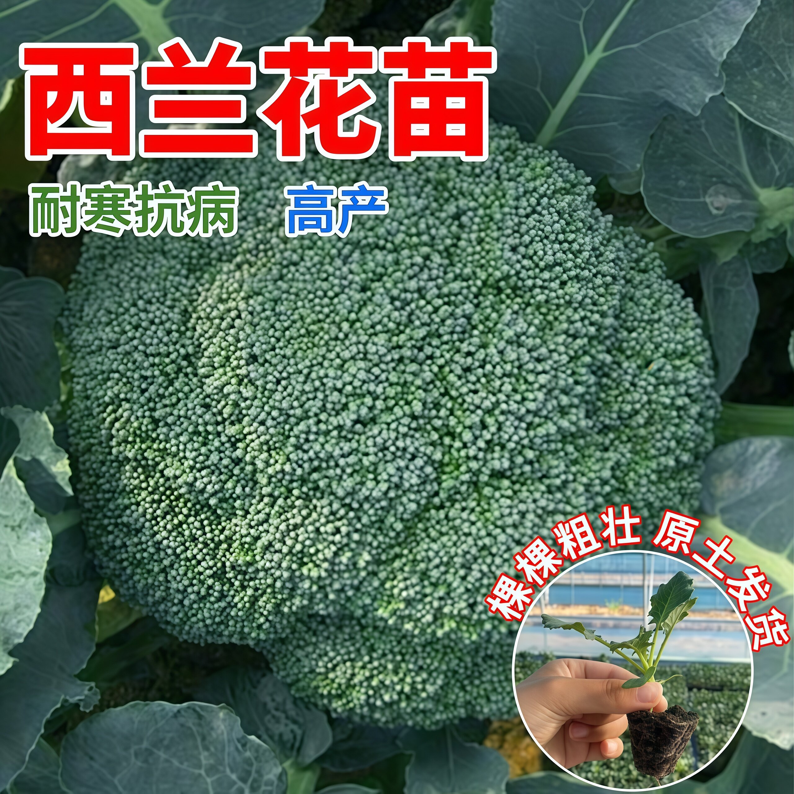 西兰花苗花椰菜苗耐寒抗病高产适合新手小白夏季蔬菜种苗