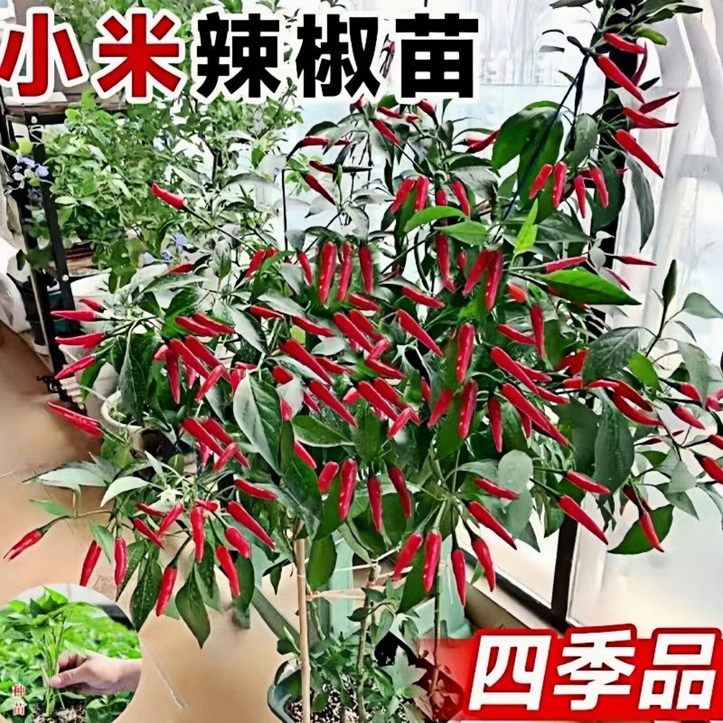 正宗小米辣椒苗朝天椒秧苗小米椒苗大果小辣椒老桩盆栽菜苗食用