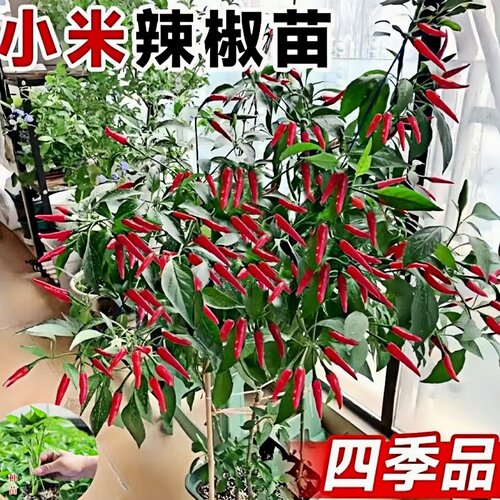 正宗小米椒苗朝天椒苗超辣盆栽