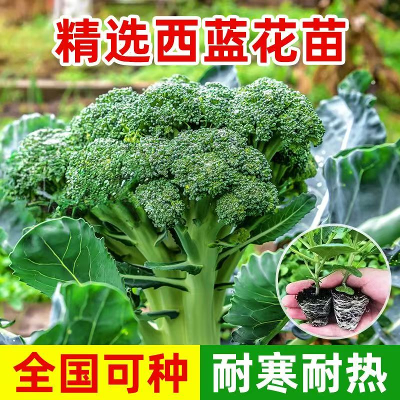 西兰花苗秧苗有机花菜苗菜花秧