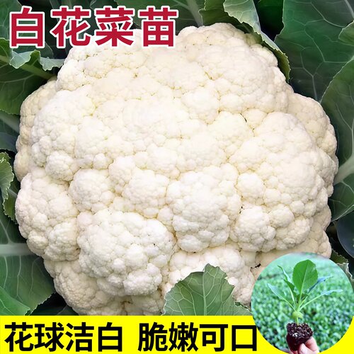 花菜苗白花菜秧苗甘蓝包菜秧苗蔬菜大白菜西兰花秋冬耐寒蔬菜秧苗