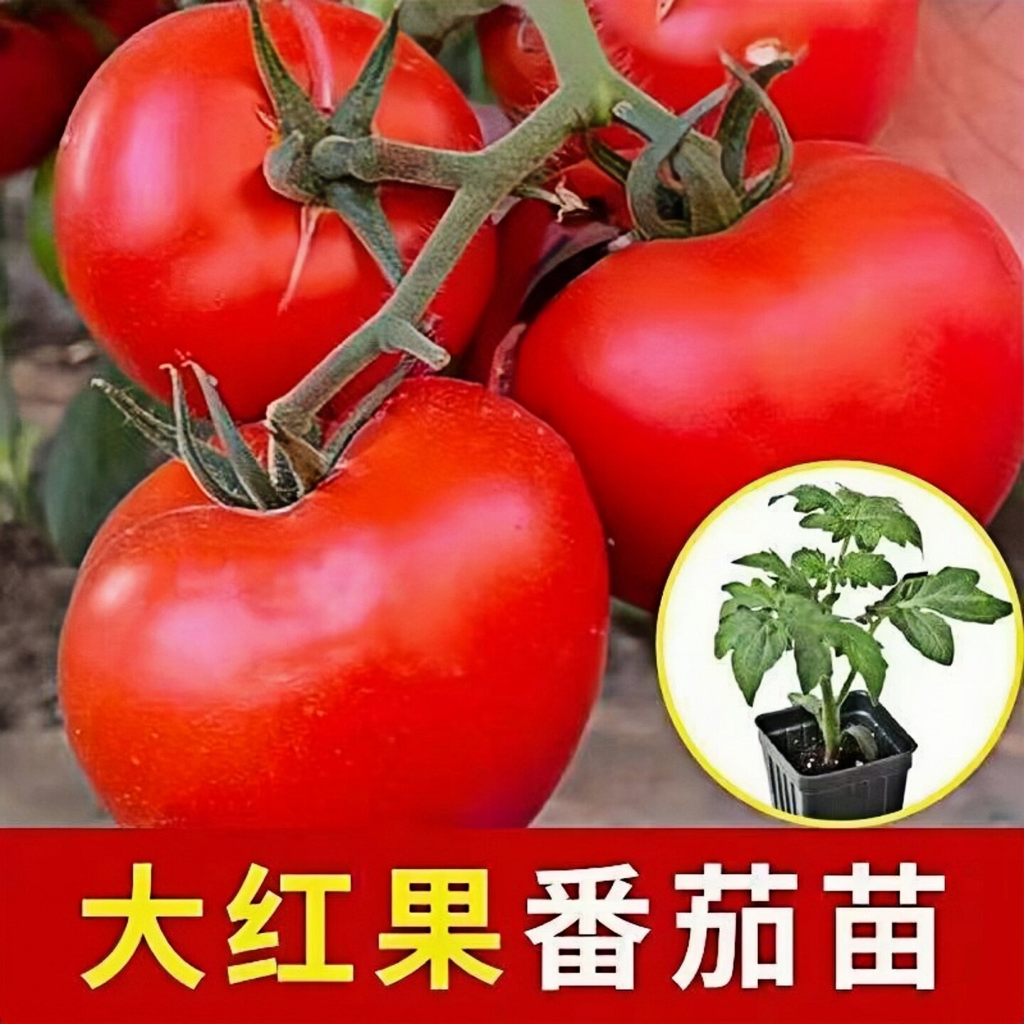 大西红柿秧苗老品种沙瓤带土高产普罗旺斯苗盆栽西红柿番茄大苗秧