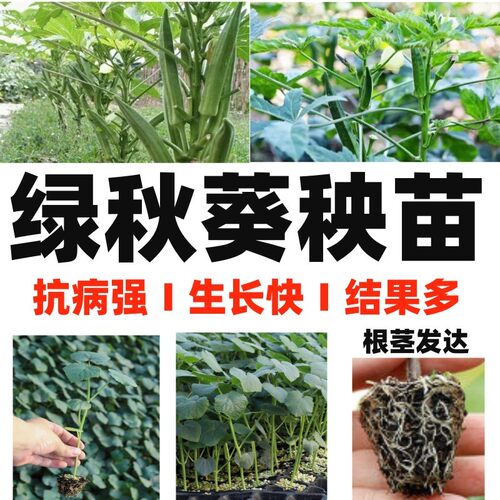 益丰黄秋葵红秋葵苗种子高产
