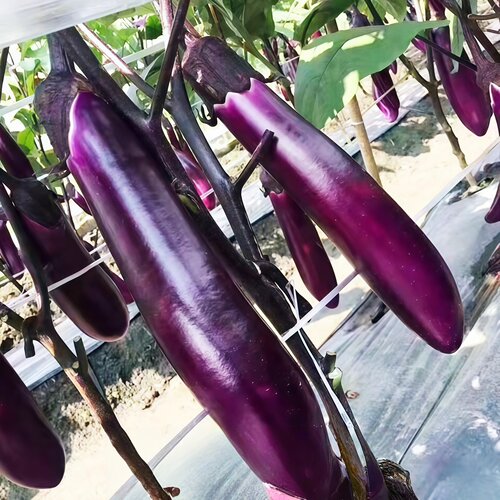 紫红长茄子种子带土四季易种