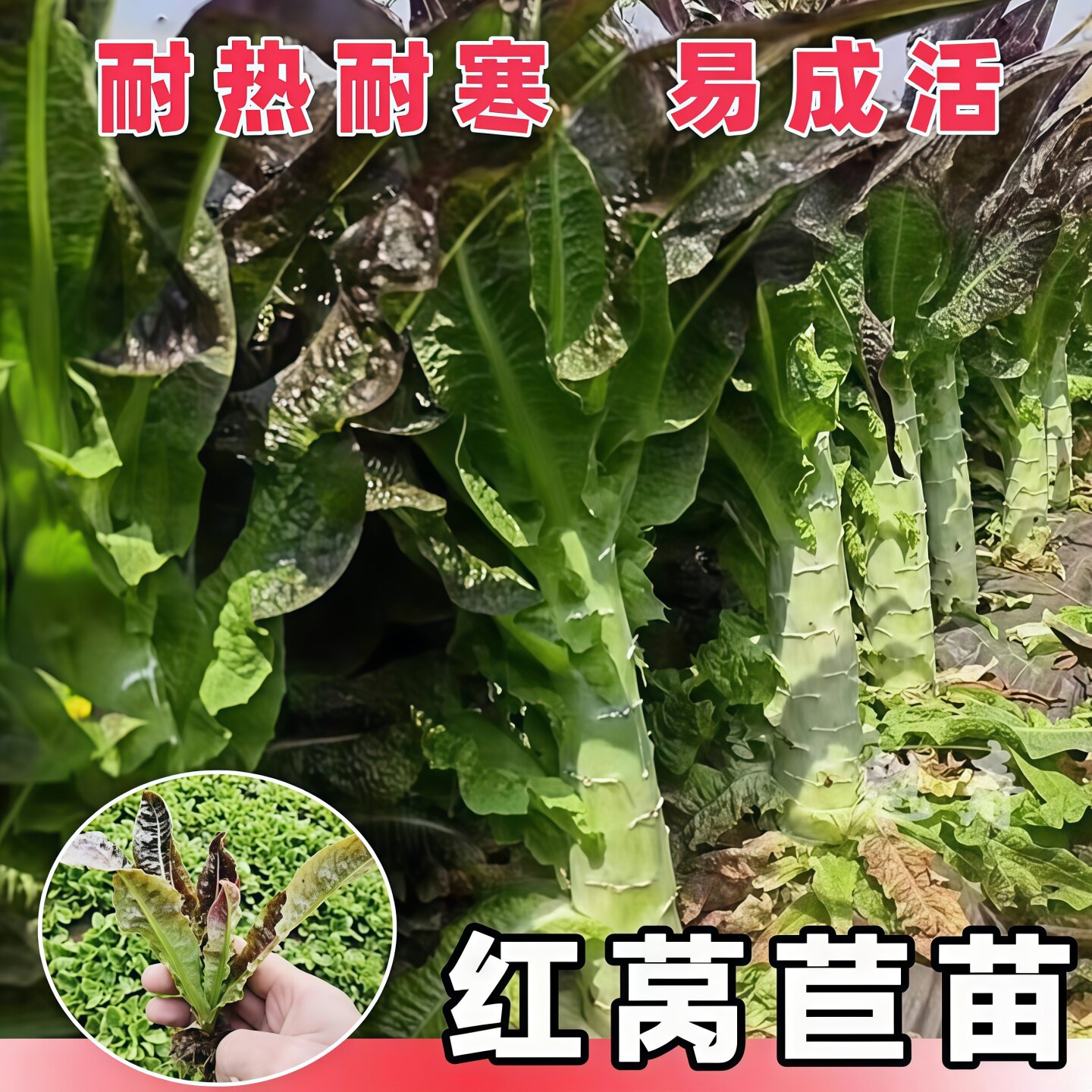 莴笋苗秧苗红莴苣苗青笋带土种苗四季耐寒室内外阳台庭院盆栽蔬菜