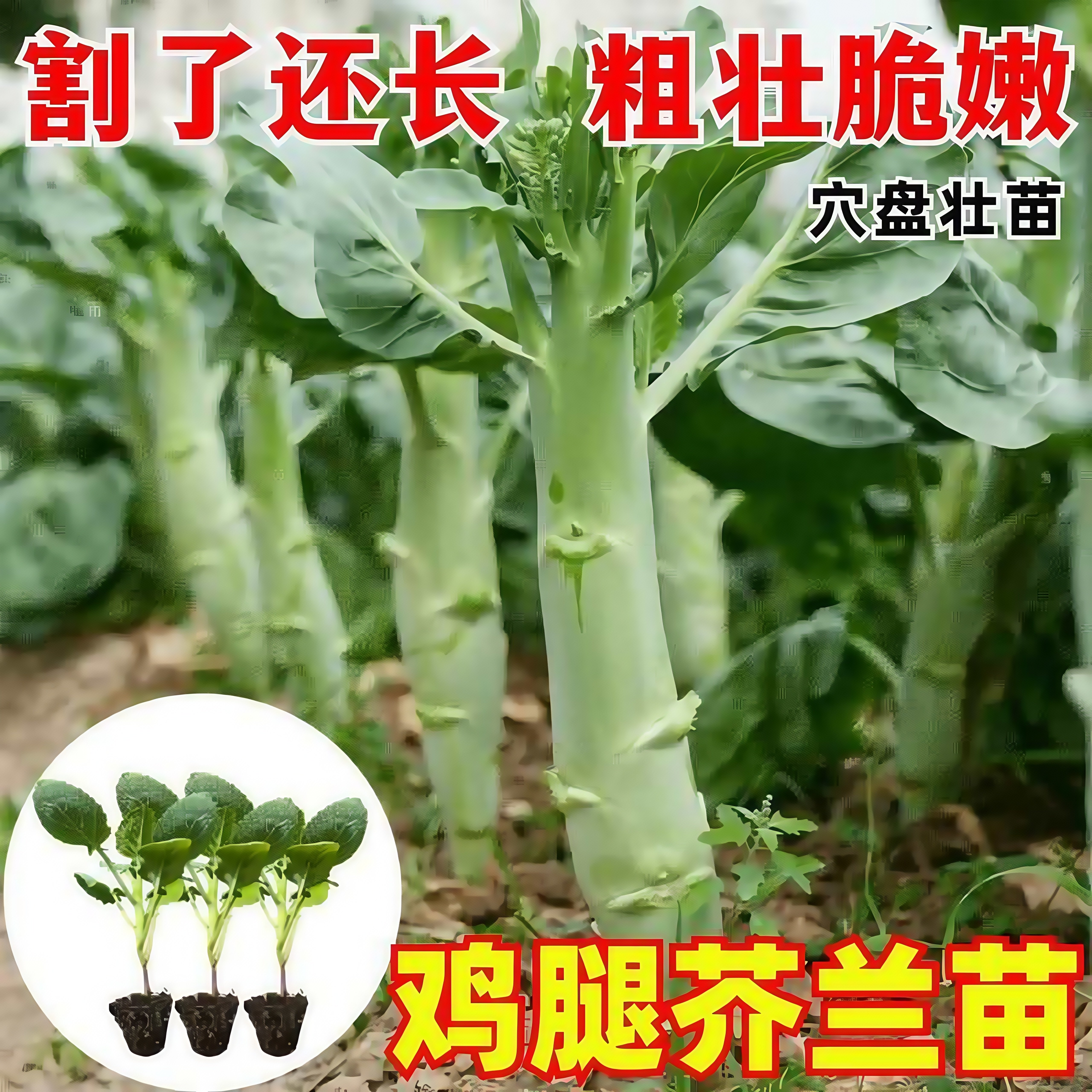鸡腿芥蓝苗甜脆大笋香菇芥兰种苗耐寒蔬菜秧苗穴盘盆栽四季种植子