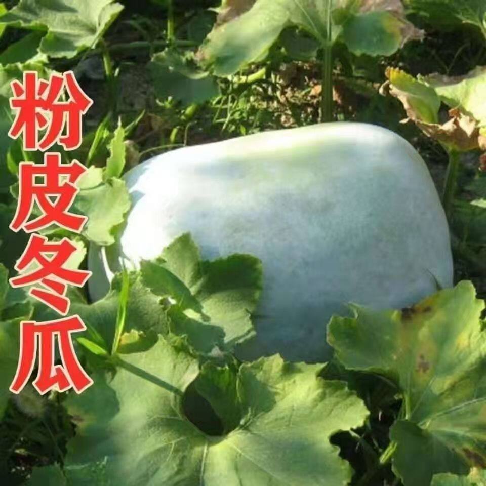 粉皮大冬瓜种子苗特大冬瓜四季播种庭院阳台盆栽农家瓜果蔬菜种子