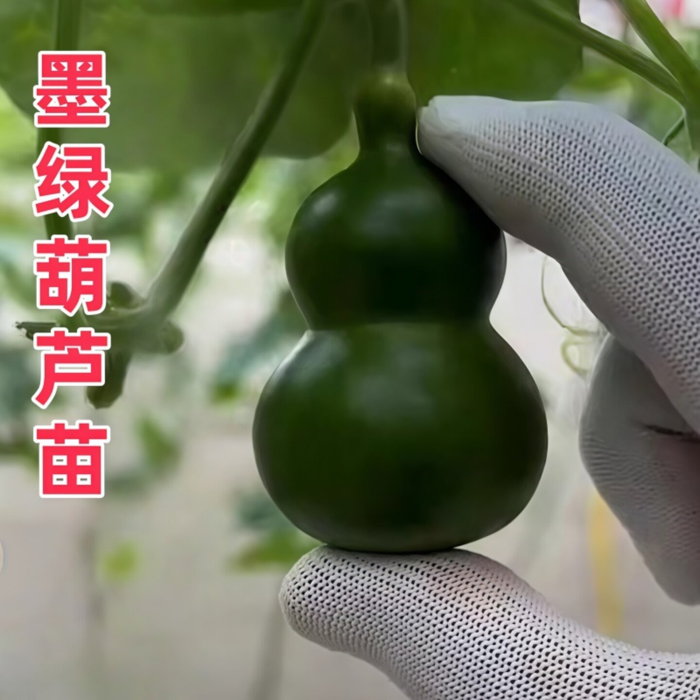 新品种墨绿葫芦苗翠绿葫芦翡翠手捻葫芦帝王绿葫芦苗秧苗带土发货