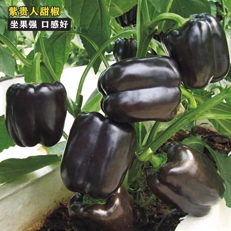 观赏食用灯笼椒五彩甜椒