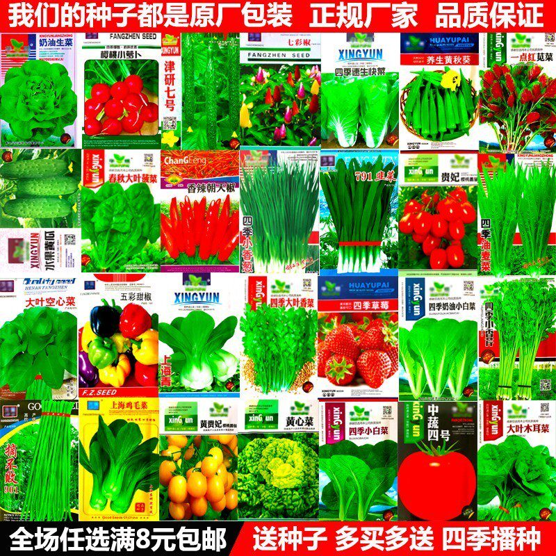 菜种籽蔬菜种子四季小香葱种韭菜大全小白菜生菜菠菜青菜香菜籽孑