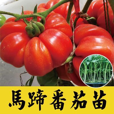 普罗旺斯西红柿番茄苗盆栽秧苗樱桃番茄苗丑八怪马蹄寿光番茄种子