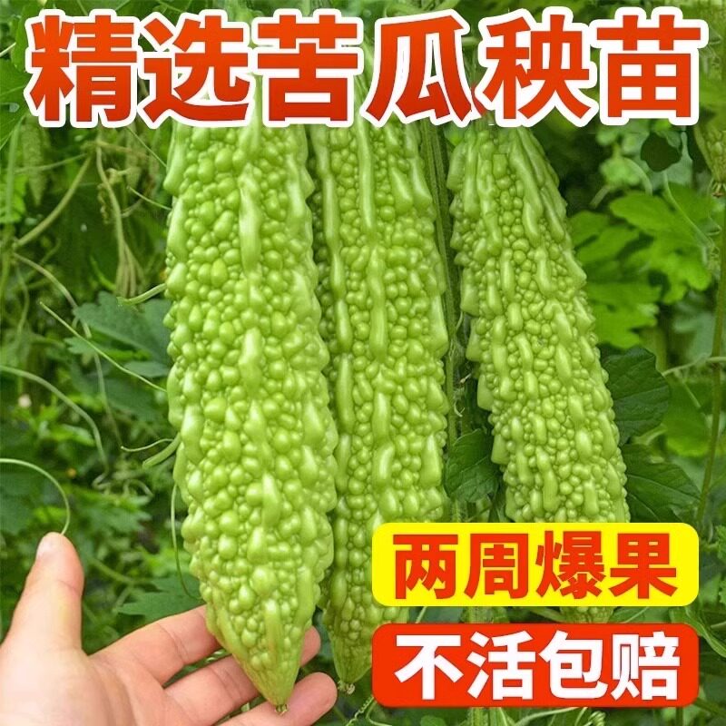 苦瓜苗老品种大肉苦瓜苗小冬瓜苗幼苗高产阳台盆栽四季蔬菜种孑苗
