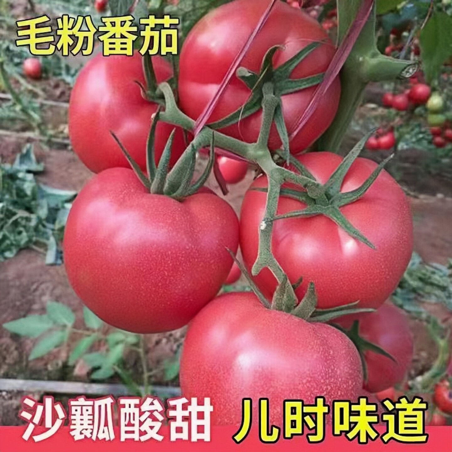 老品种沙瓤毛粉西红柿苗大粉番茄大柿子苗菜籽小番茄圣女果千禧苗