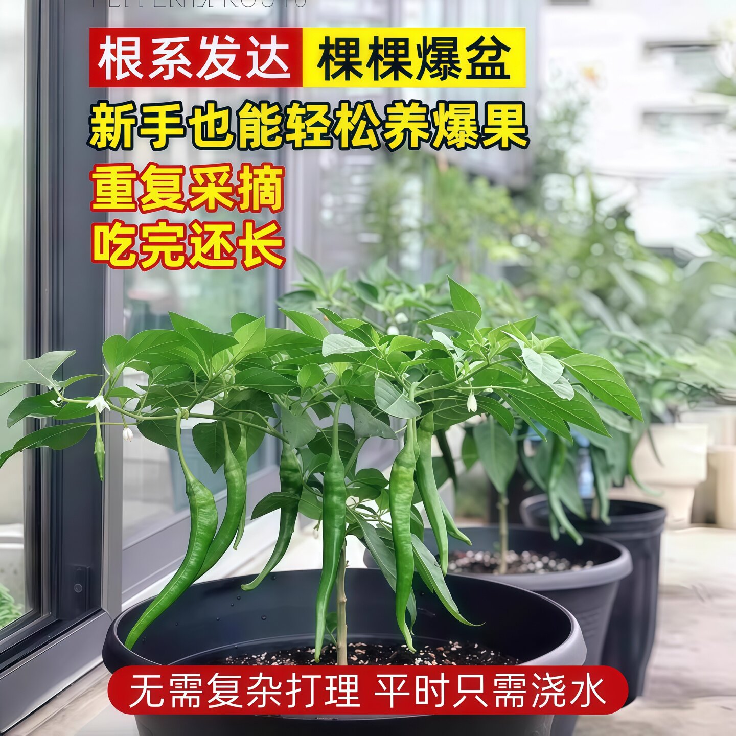 香辣线椒苗辣椒苗超辣四季阳台香辣高产特大长蔬菜种籽秧苗种活籽