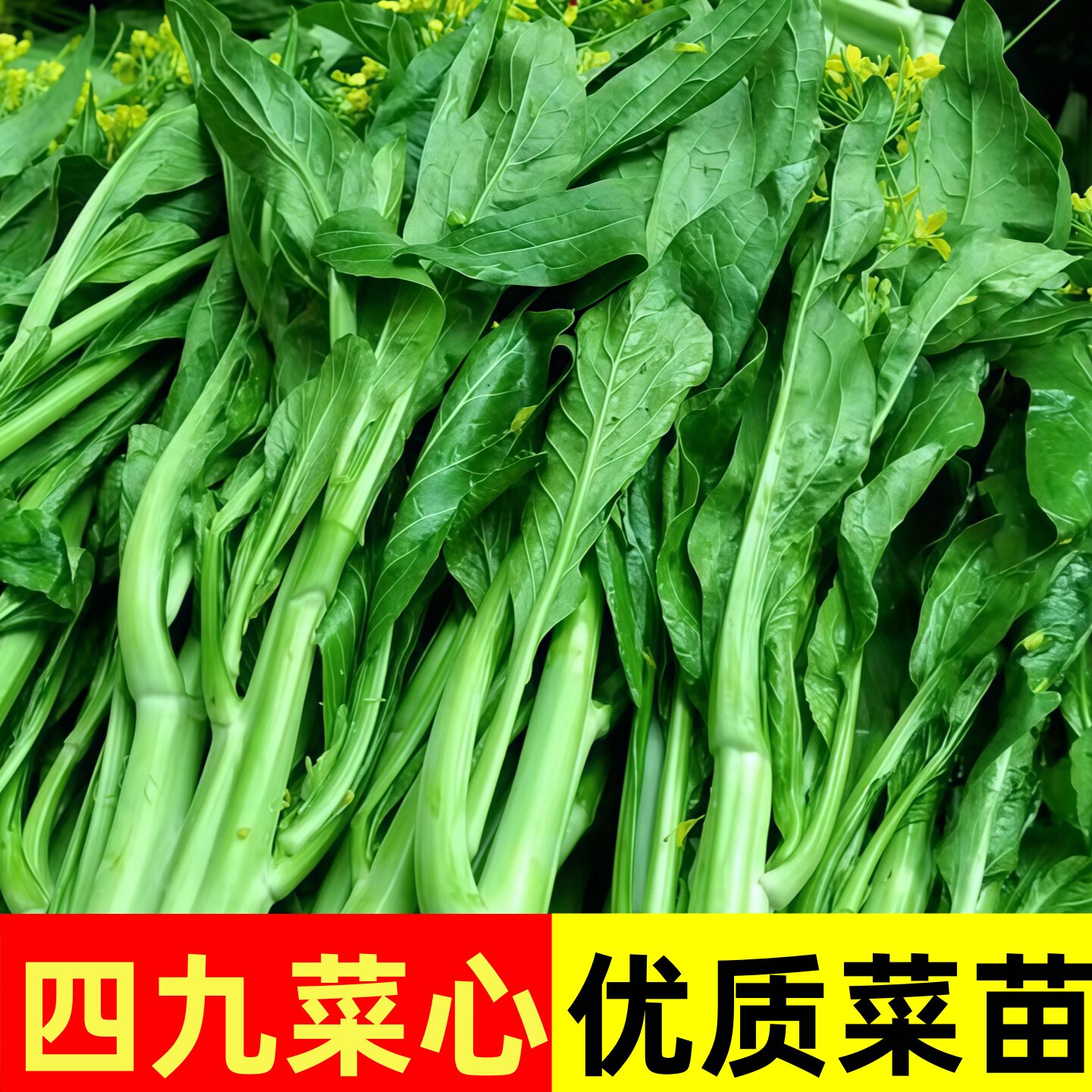 老品种四九菜心种子春播速生鲜嫩可口好种易活阳台盆栽蔬菜种