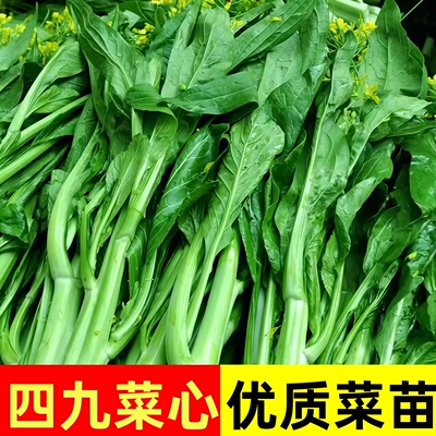 老品种四九菜心种子春播速生鲜嫩可口好种易活阳台盆栽蔬菜种