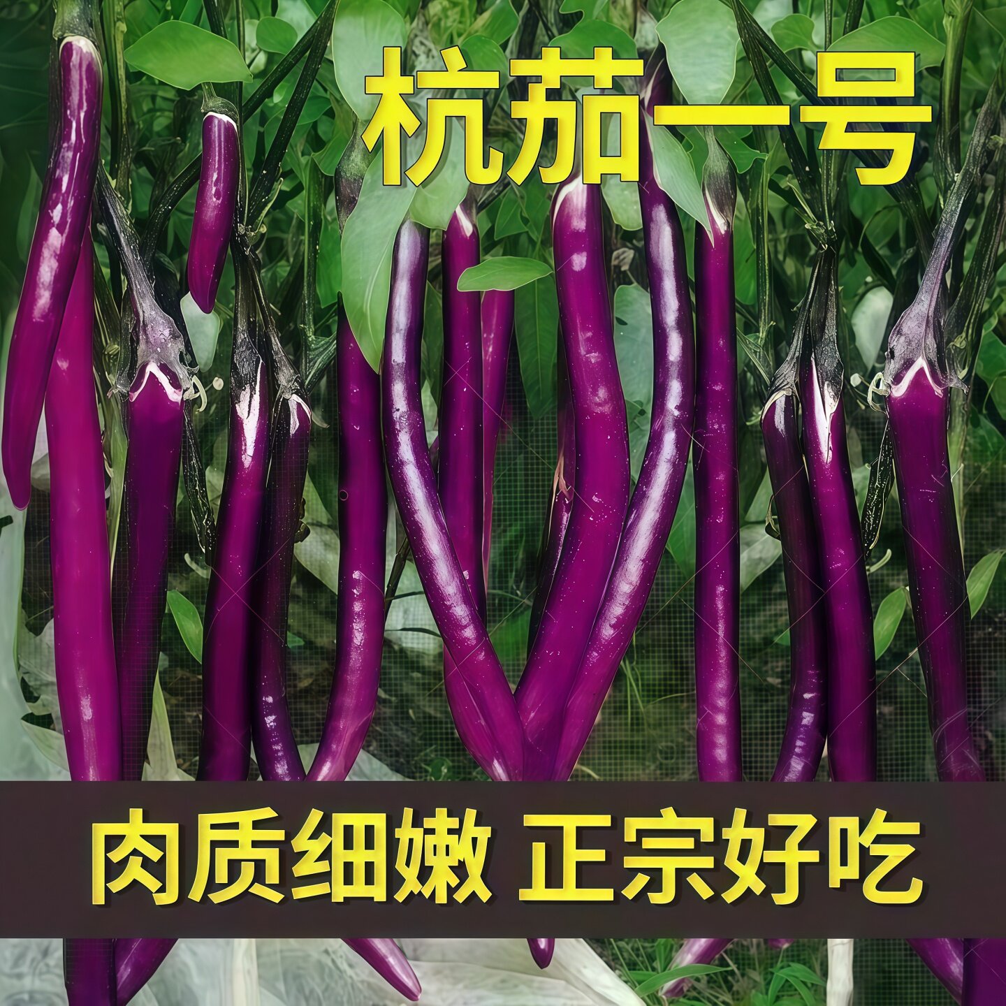 高产茄子苗紫长茄苗杭茄一号苗线茄苗圆茄苗四季种植盆栽蔬菜苗