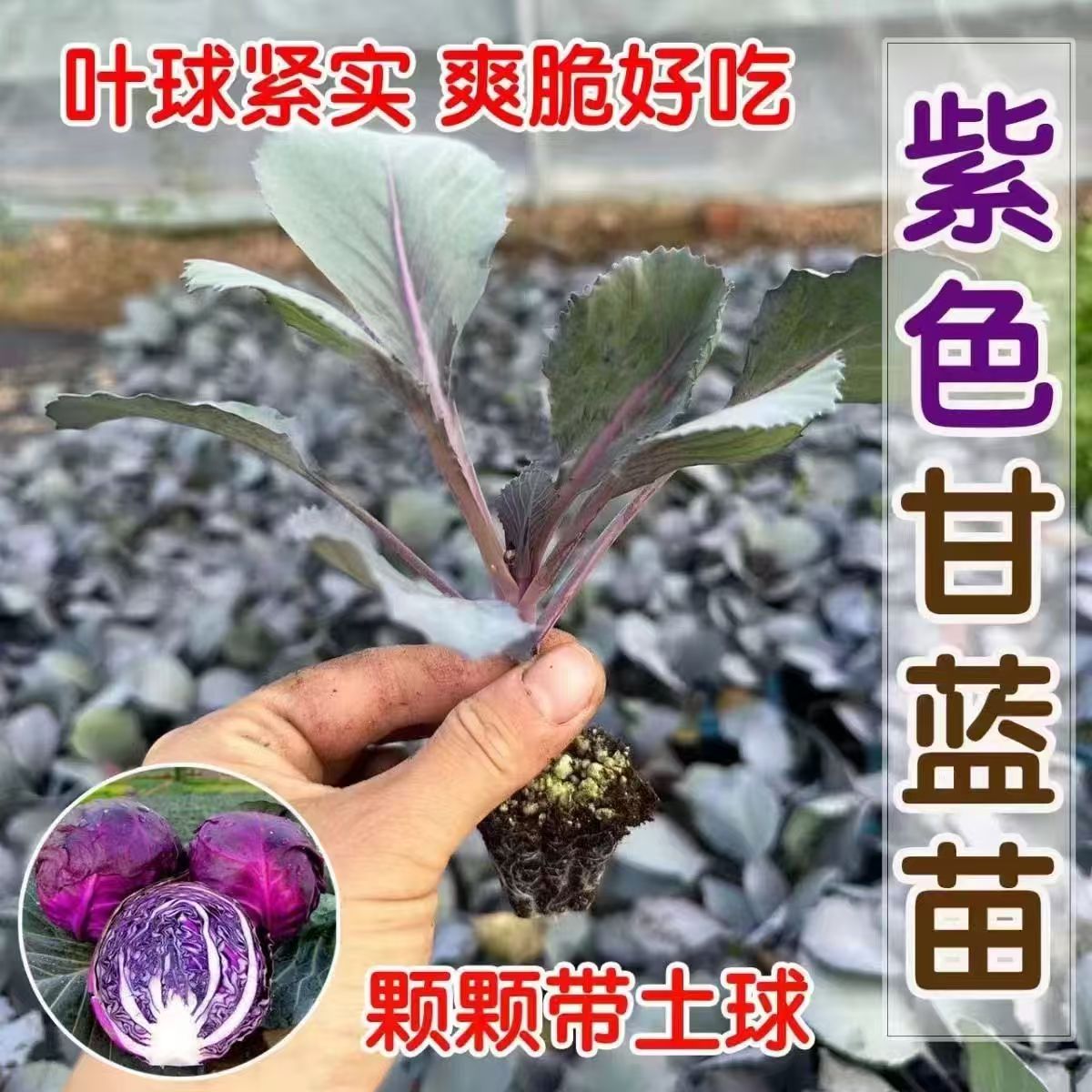 结球紫甘蓝蔬菜种苗带土球