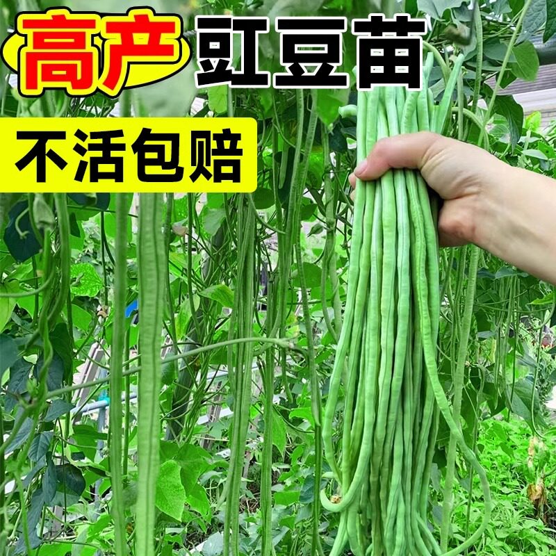 长豆角种子种籽苗秧豇豆大全芸豆四季豆扁豆缸豆孑秋豆角无架豆角