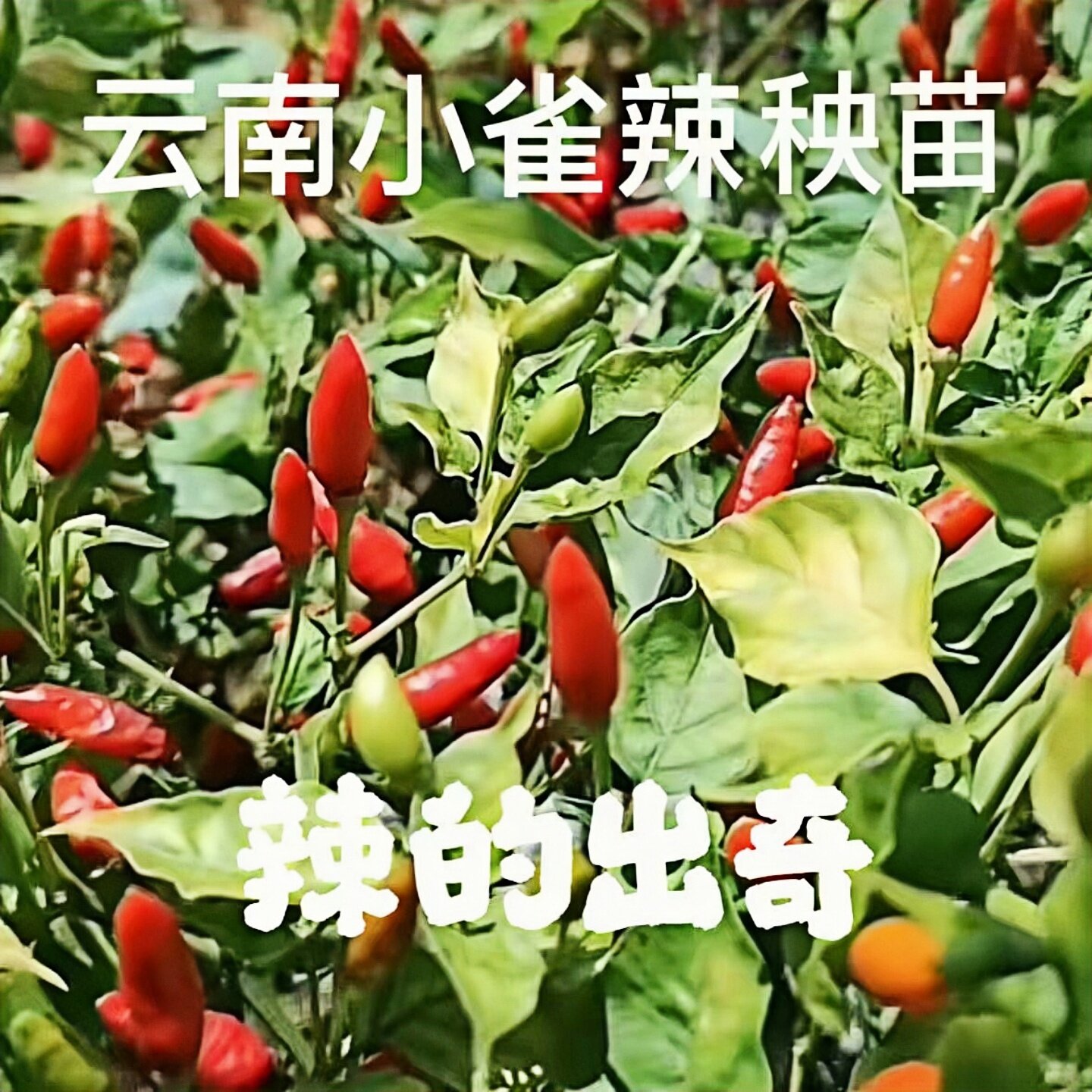 云南小雀椒辣椒苗秧苗巨辣特辣爆辣超辣指天椒苗泡椒专用辣椒种苗