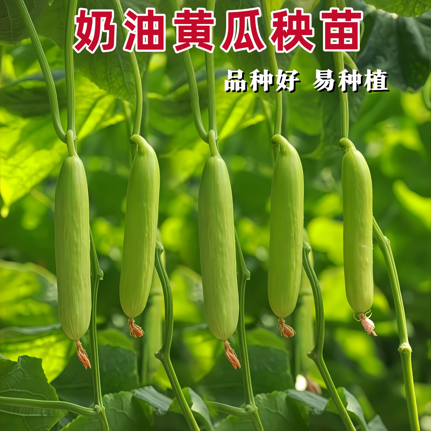 奶油水果黄瓜种苗四季苗秧盆栽春秋黄瓜籽旱水果四季黄瓜蔬菜秧苗