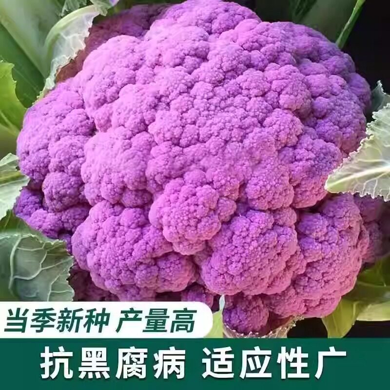 耐热紫色花菜种子紫花菜种籽菜花种子紫红花椰菜秋播紫色菜花种籽