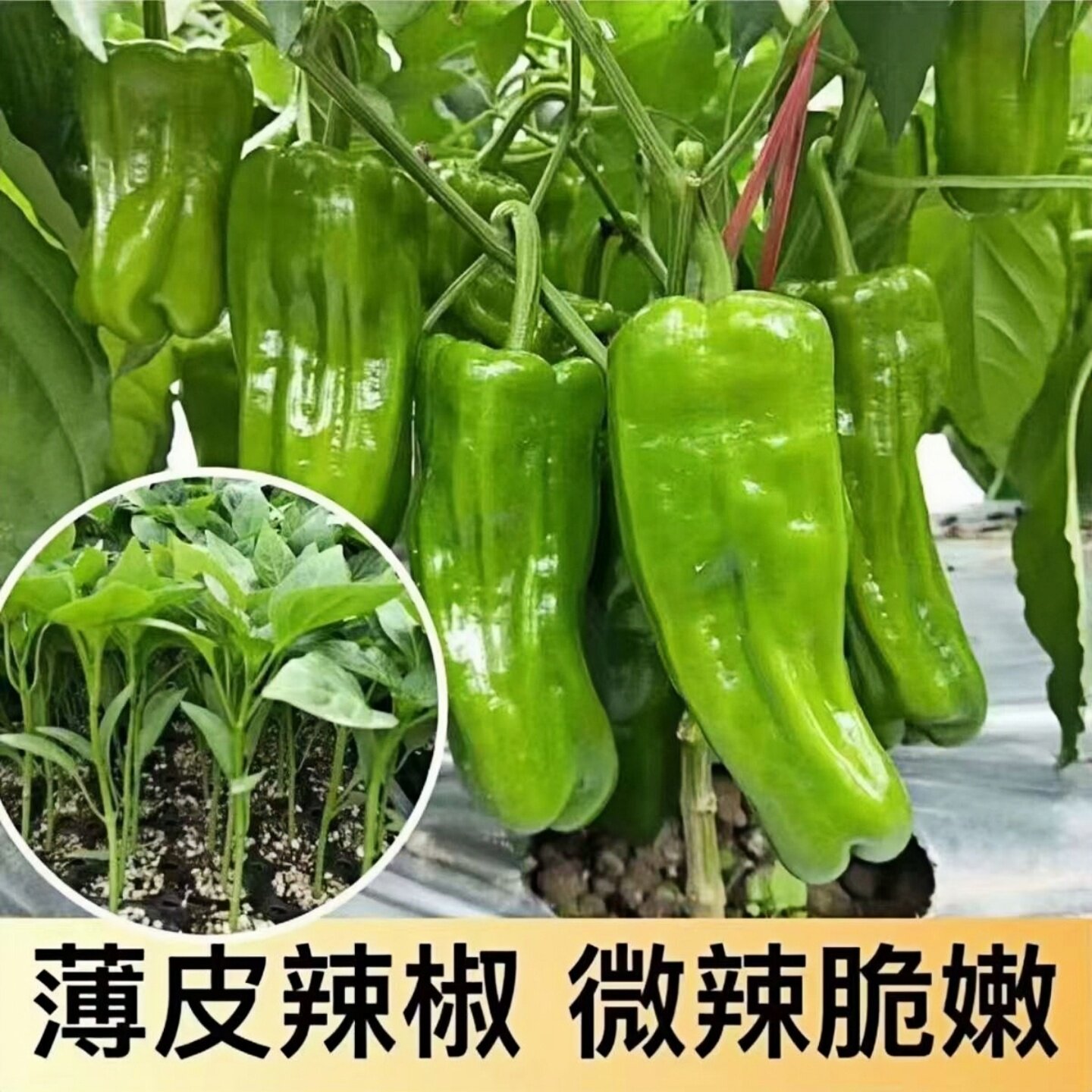 四季薄皮椒辣椒苗农村土辣椒懒人新品直发种子微辣带土蔬菜苗子籽