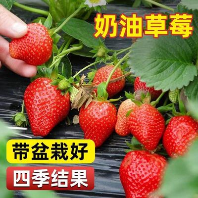 四季草莓苗室内外北方地栽南方阳台红颜草莓盆栽带盆带土当年结果