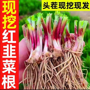 韭菜根苗紫根红根带土蔬菜宽叶大叶独根红韭菜根种籽子种子盆栽苗