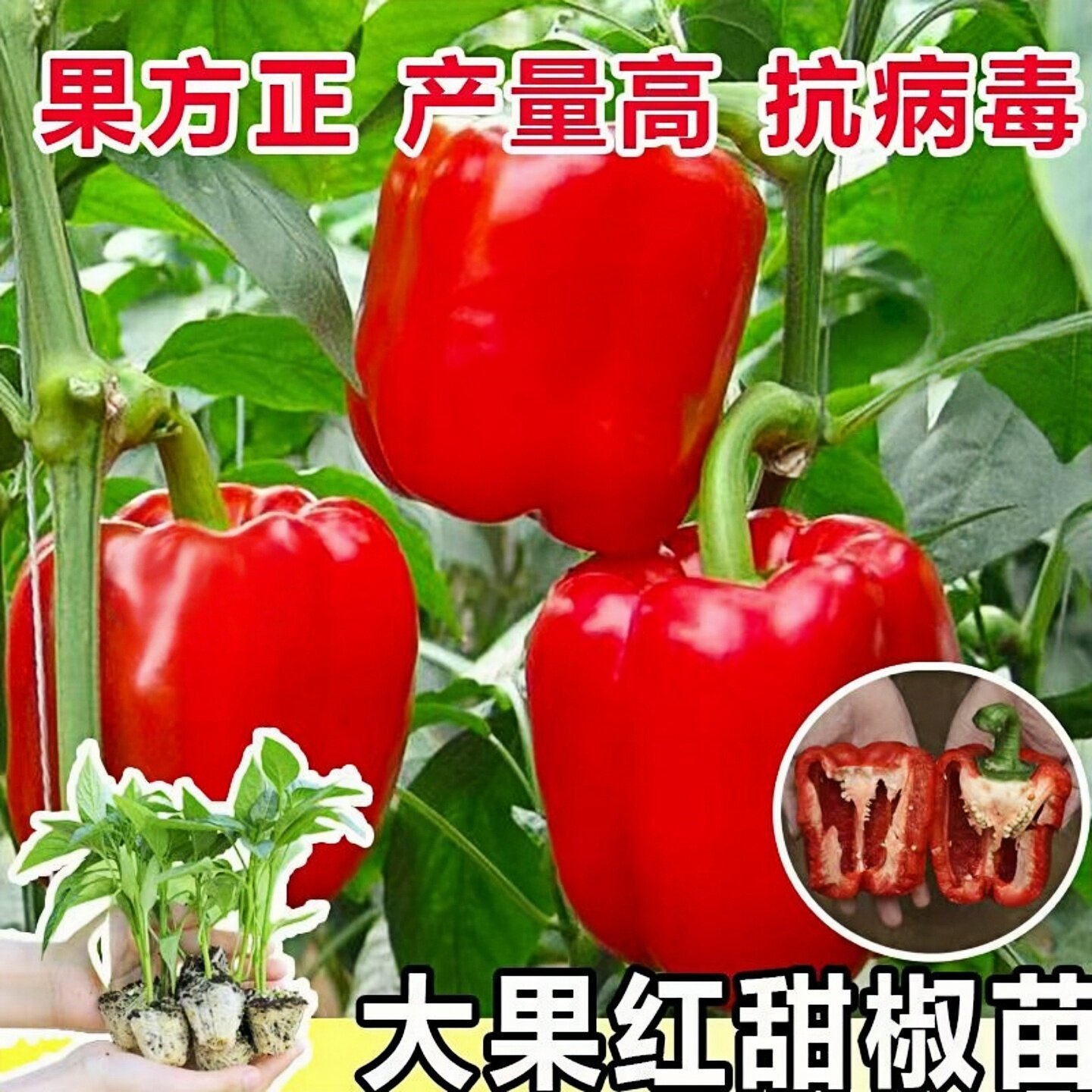 红甜椒种苗辣椒苗甜椒种籽灯笼菜椒蔬菜菜苗孑秧苗南方种高产籽种