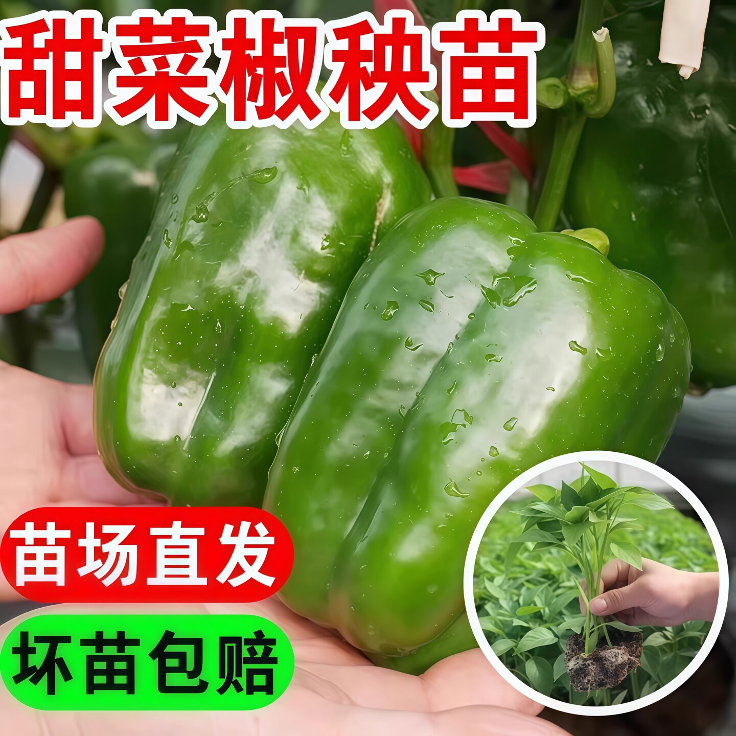 绿圆椒苗辣椒秧苗青椒甜椒太空椒树苗七彩灯笼红彩椒南方种蔬菜苗
