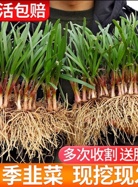 韭菜根苗紫根红根带土蔬菜宽叶大叶独根红韭菜根种籽子种子盆栽苗