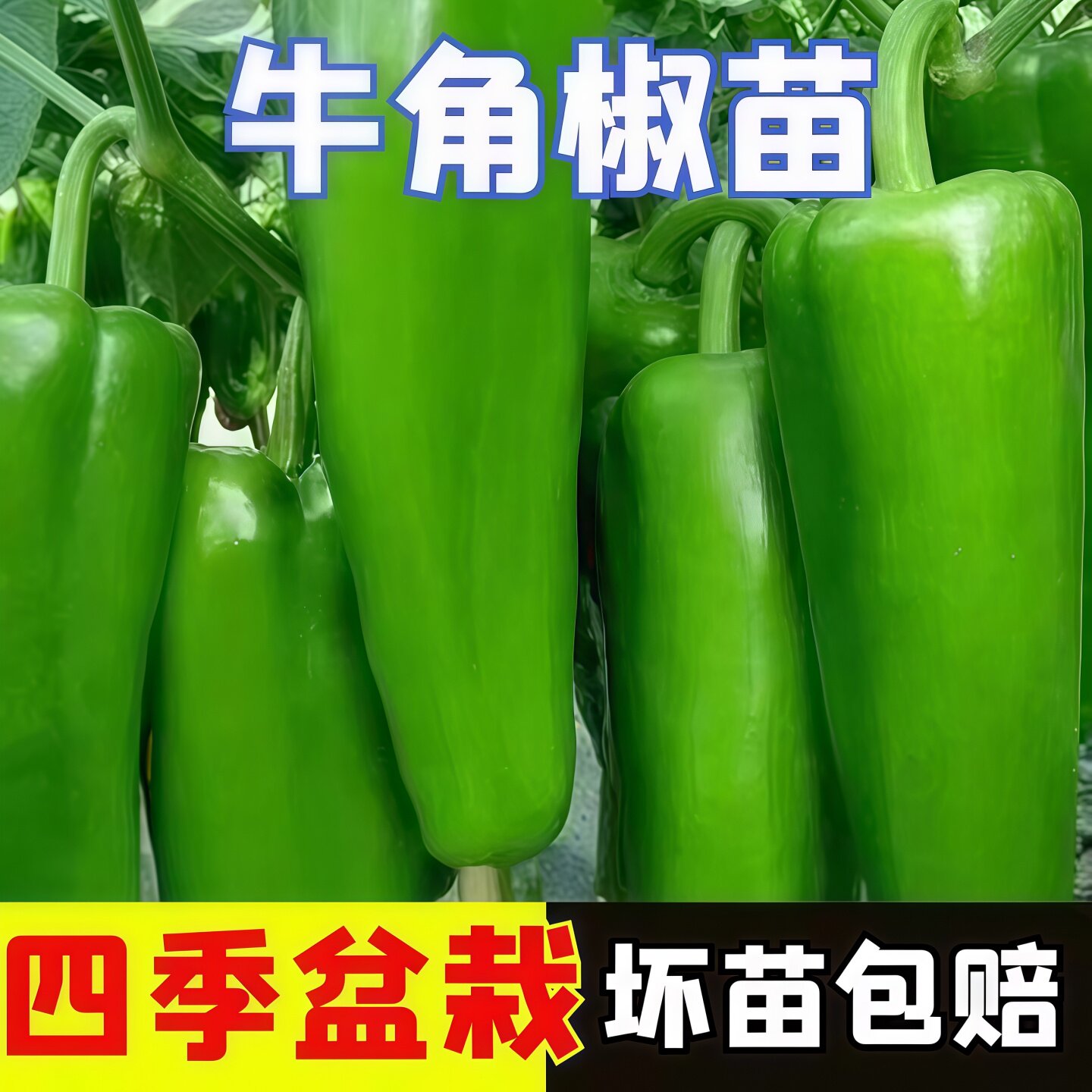 特大牛角椒苗辣椒种孑苗秧高产大果羊角青椒尖椒幼苗四季盆栽菜苗
