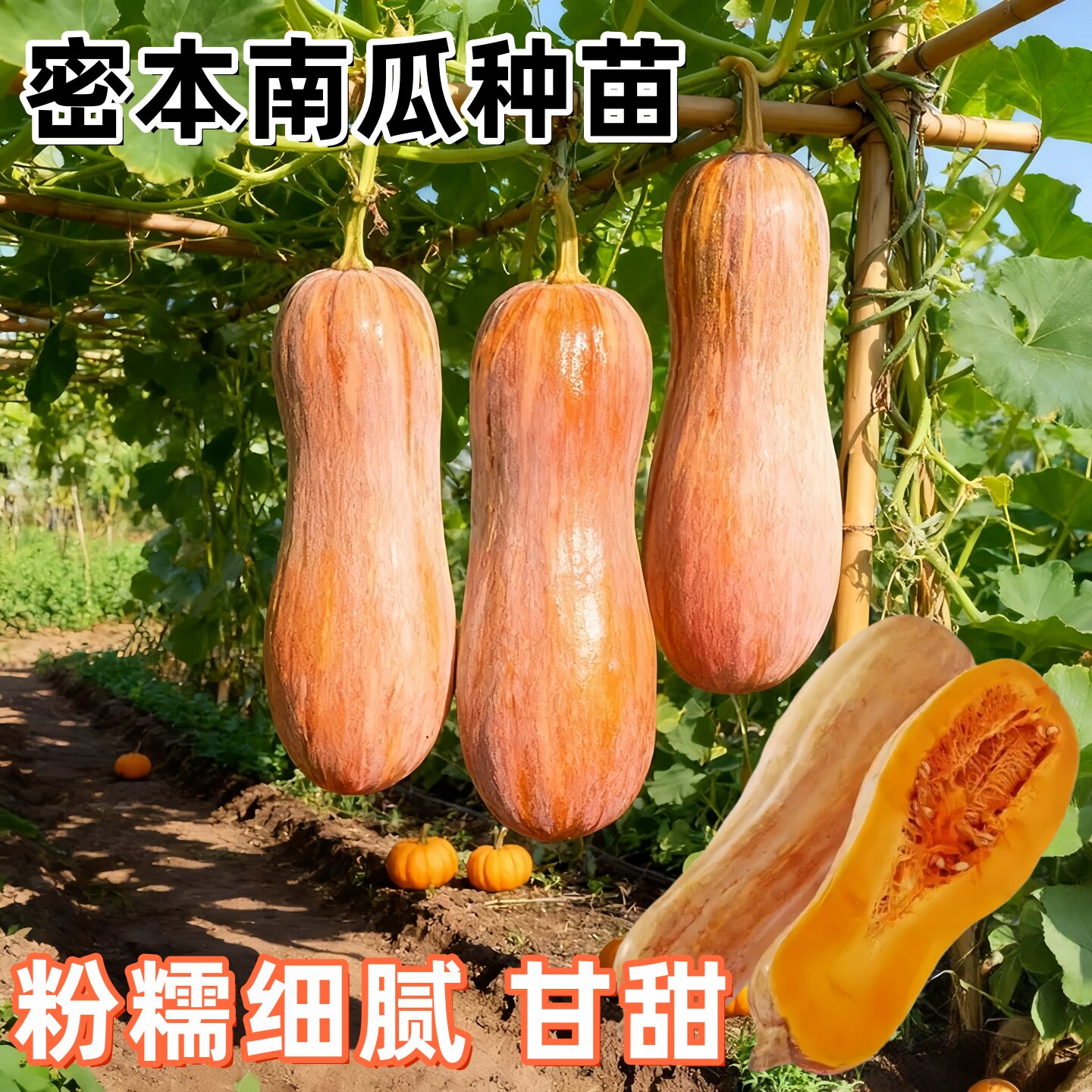 高产蜜本南瓜苗秧老品种长南瓜苗子早熟板栗花生南瓜幼苗带土发货