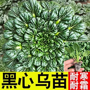 耐寒乌塌菜秧苗黄心菜幼苗原土秋冬高产阳台盆栽庭院大田栽培孑苗