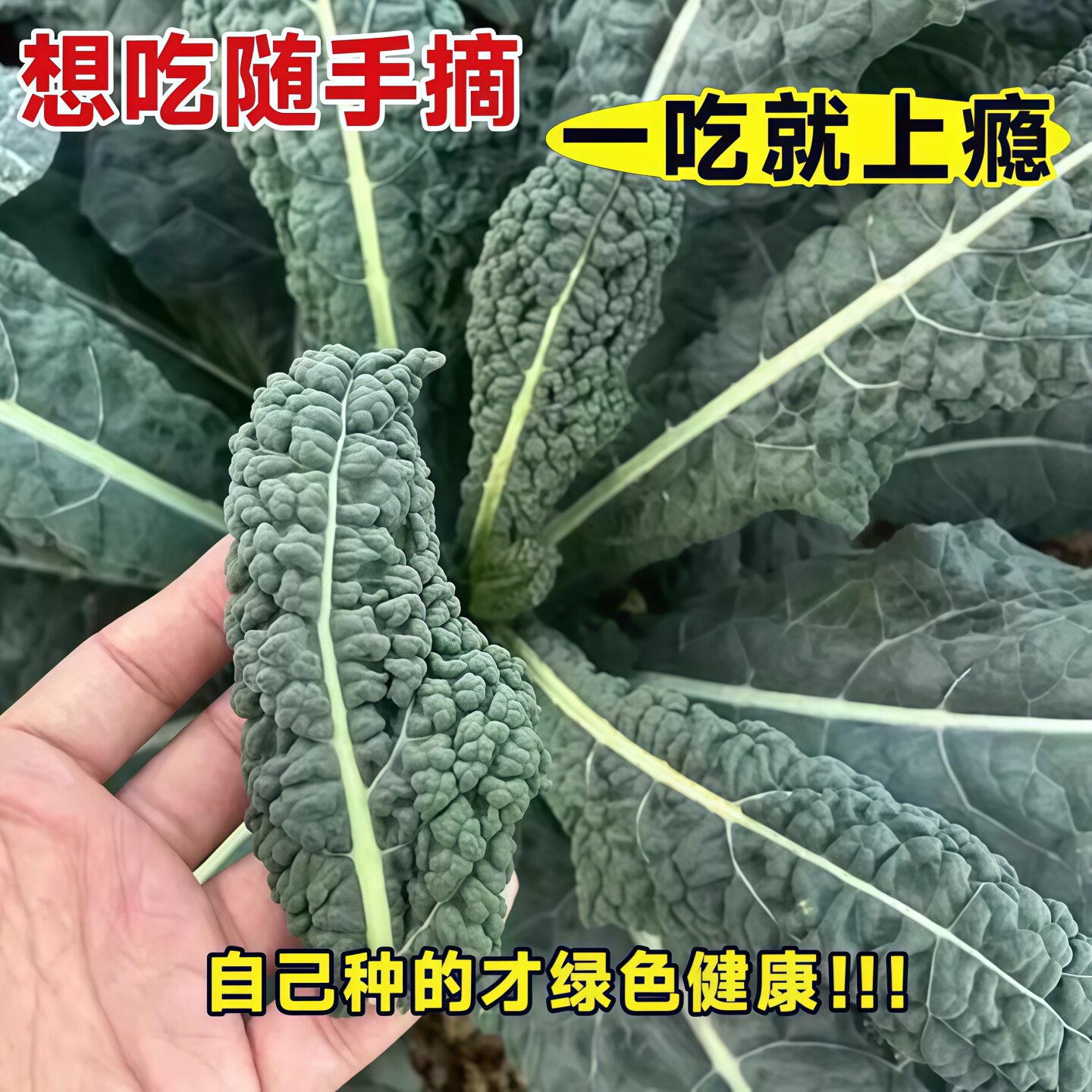 皱叶甘蓝皱叶甘蓝秧苗皱叶甘蓝菜苗青提皱叶甘蓝耐寒甘蓝皱皮带土