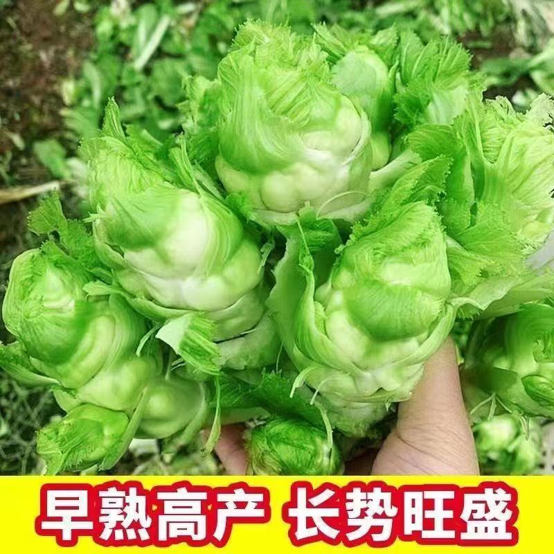 儿菜苗穴盘秧苗带四川早熟