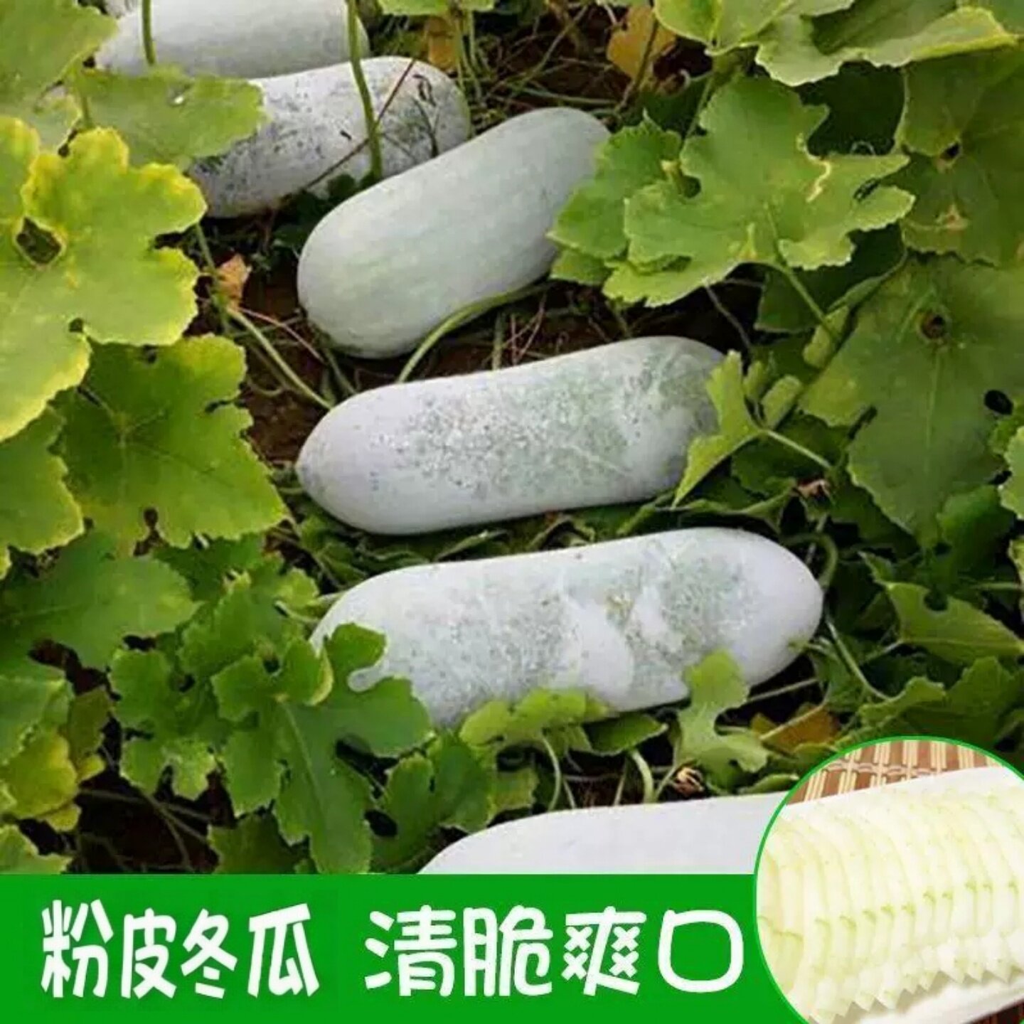 粉皮小冬瓜秧苗种籽莱子阳台四季东瓜大全巨型蔬菜孑阳台盆栽地栽