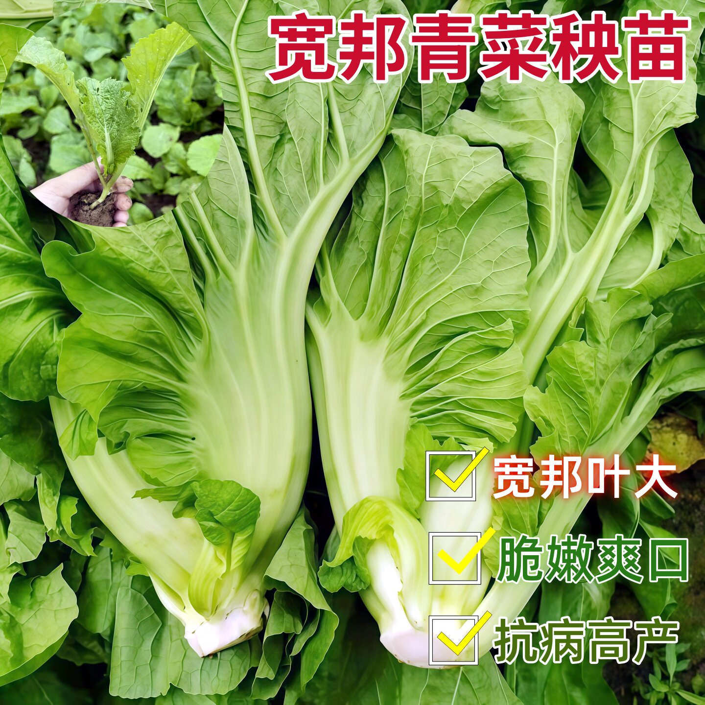 甜芥菜种子大叶宽邦青菜酸菜夏季耐热耐高温一年四季蔬菜种子大全