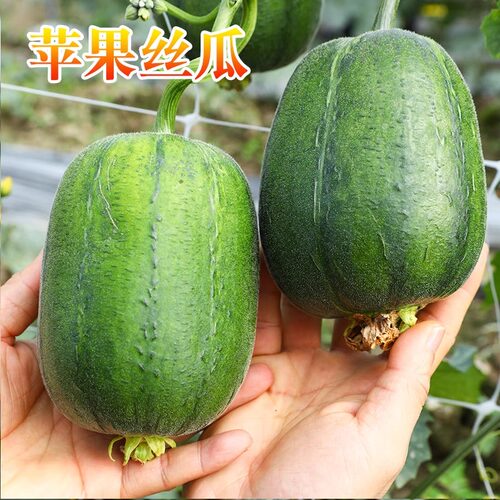 苹果丝瓜种子迷你肉丝瓜种子春秋四季特色盆栽蔬菜种子高档丝瓜籽