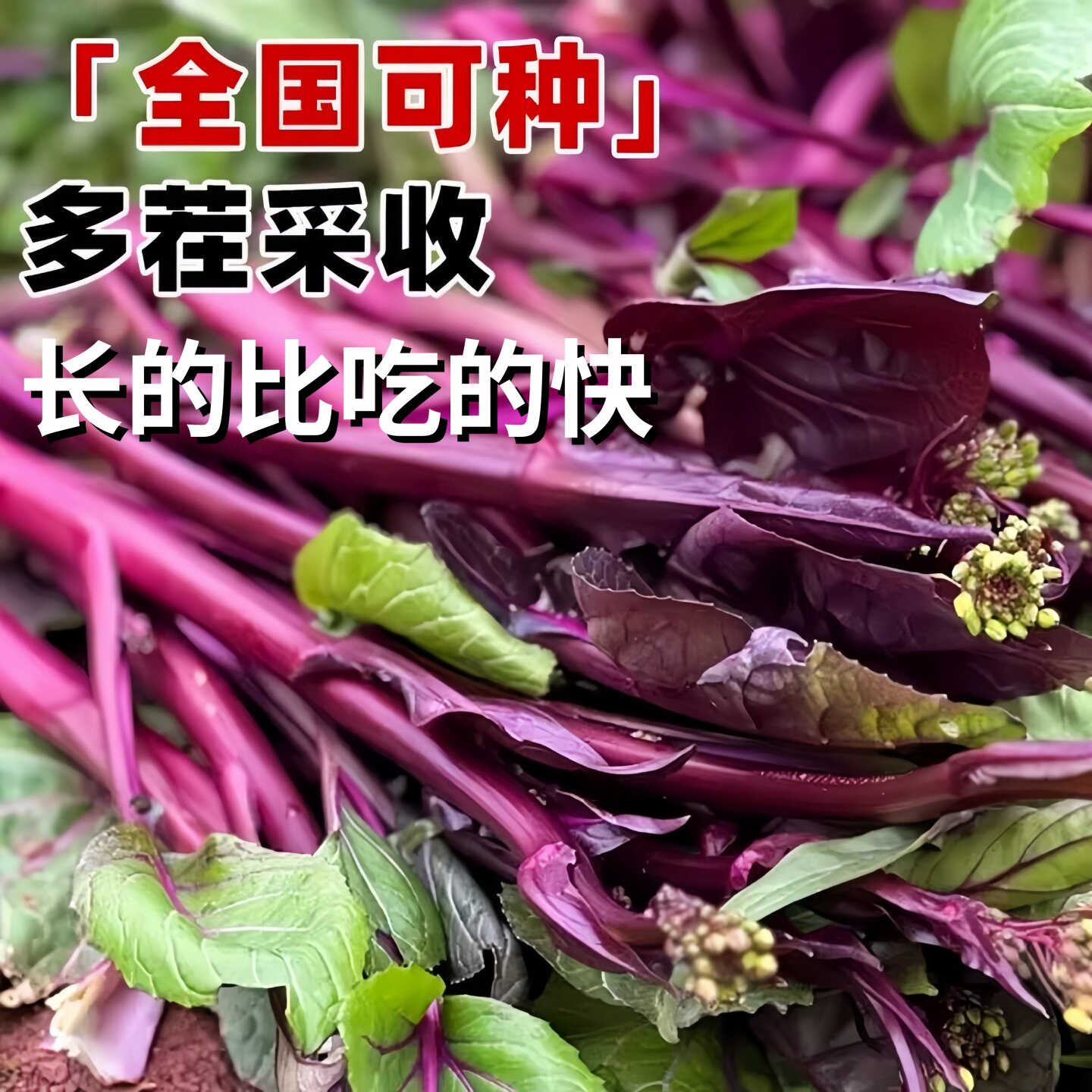 红菜苔秧苗菜苔苗带土紫芸菜苔