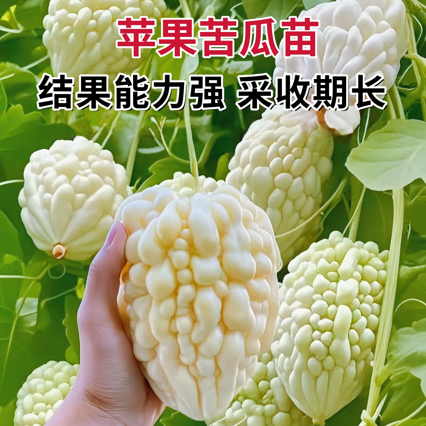 台湾苹果苦瓜秧苗种子种籽苗白玉四季盆栽蔬菜特大白平果水果秧孑
