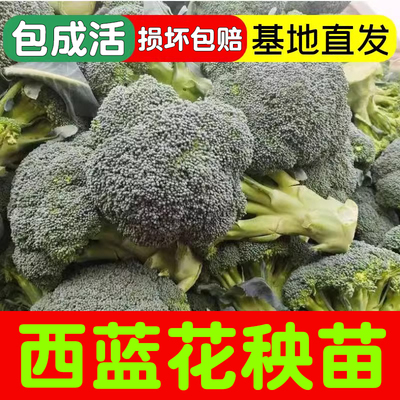 西兰花苗花菜苗秧苗蔬菜苗耐热西蓝花秧苗花椰菜甘蓝苗四季播