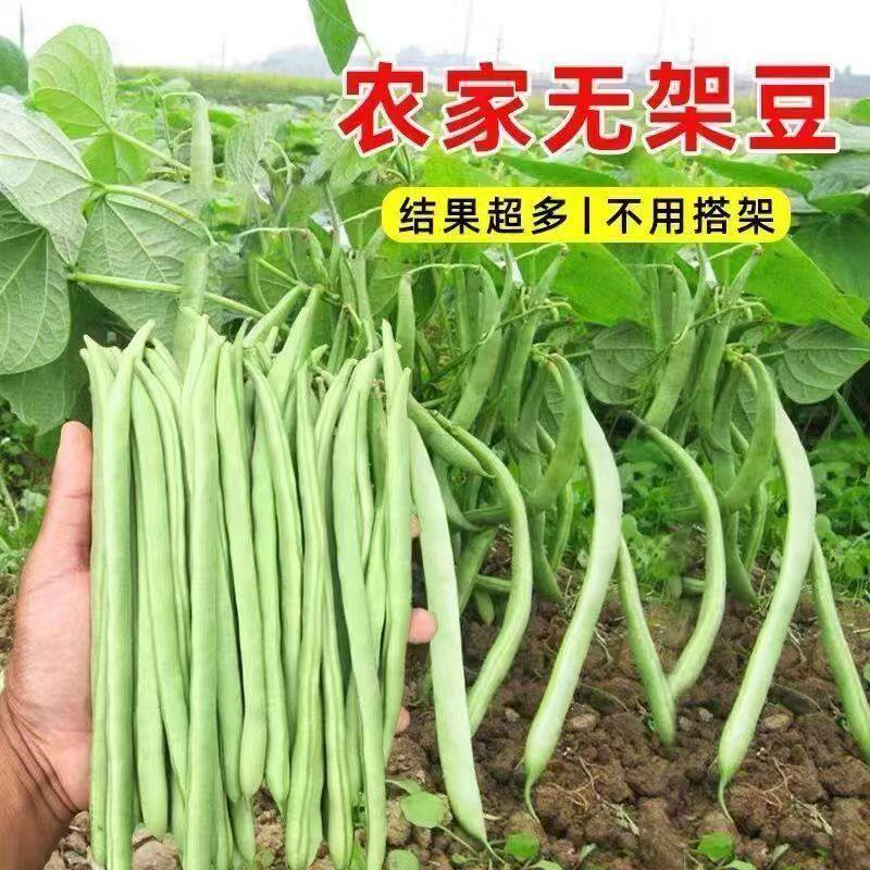 早熟无架四季豆种子无筋无丝不搭架春秋播豆角种子阳台庭院蔬菜籽